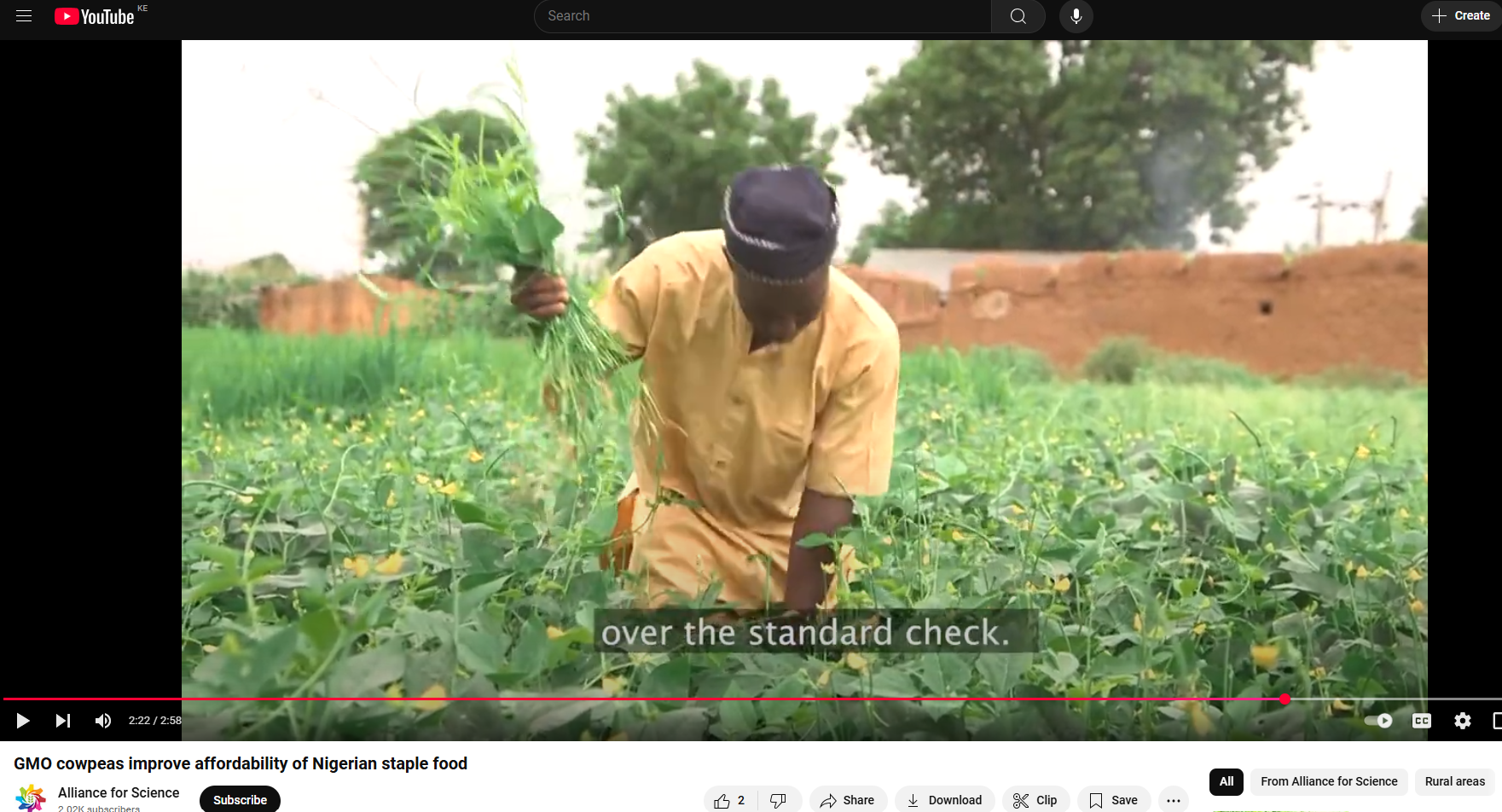 GMO cowpeas improve affordability of Nigerian staple food
